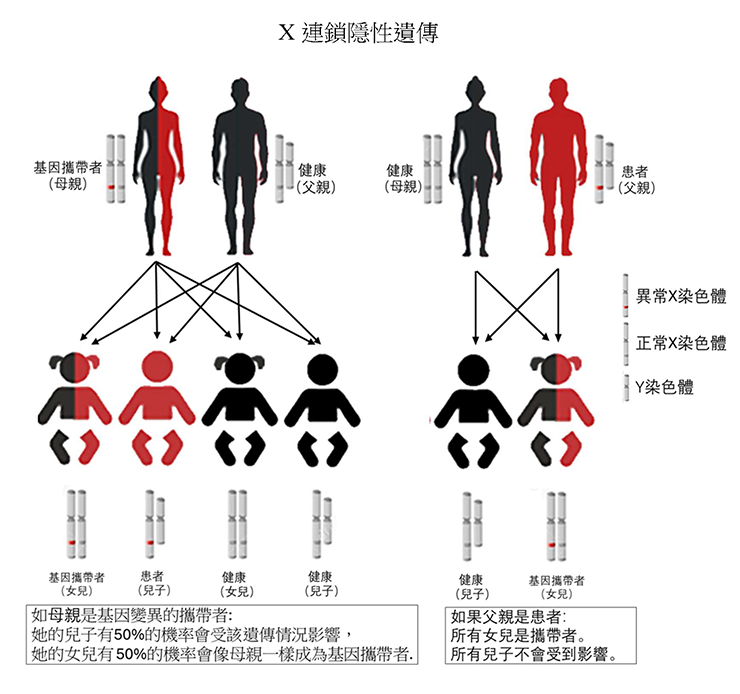 X染色體性聯隱性遺傳